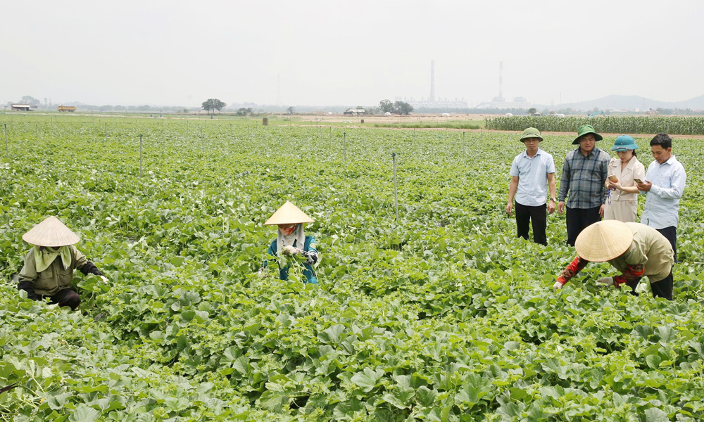  Bên kia sông Đuống -  nơi phù sa và văn hóa giao hòa